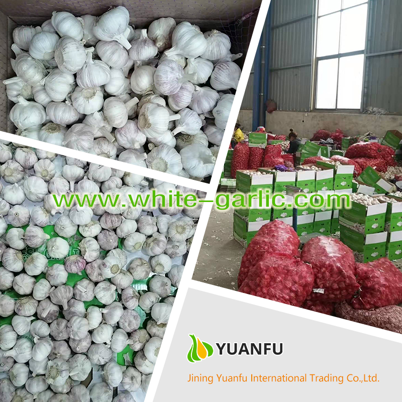 garlic sellers garlic sellers