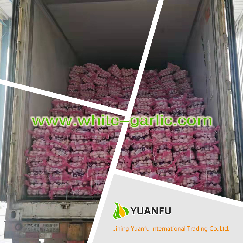 garlic exporters garlic exporters