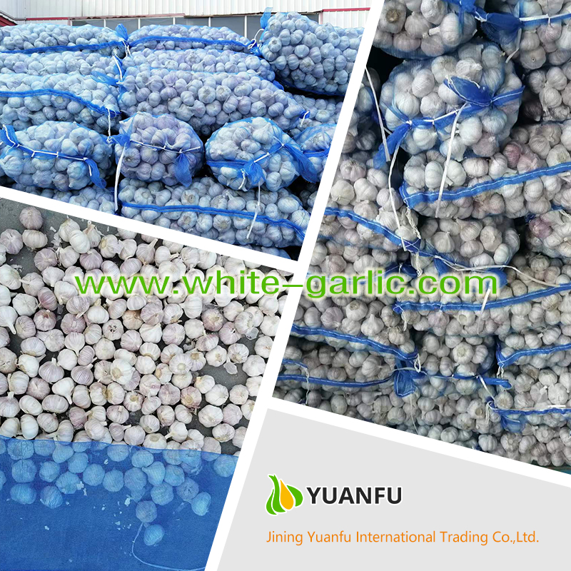 garlic exporters garlic exporters