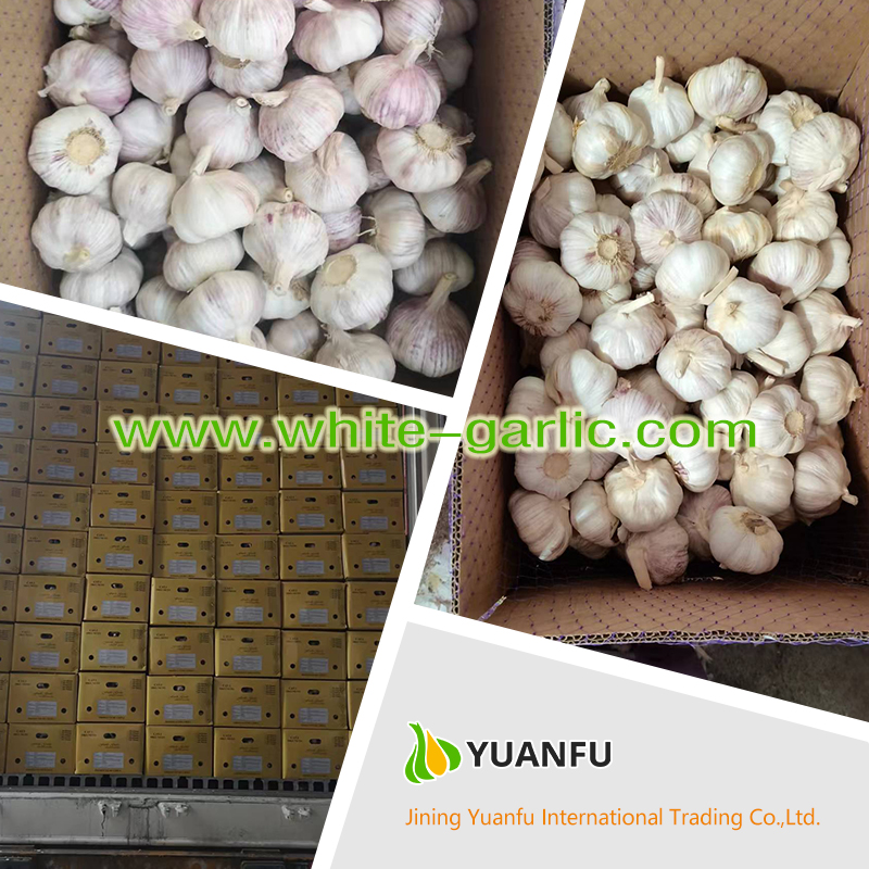 garlic suppliers garlic suppliers