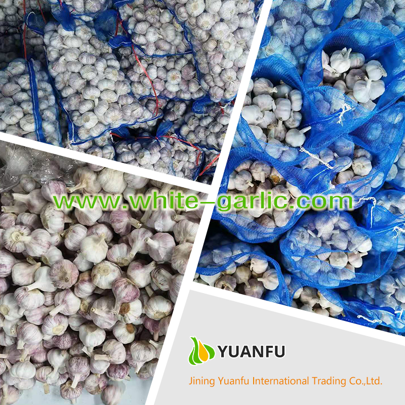 garlic exporters garlic exporters