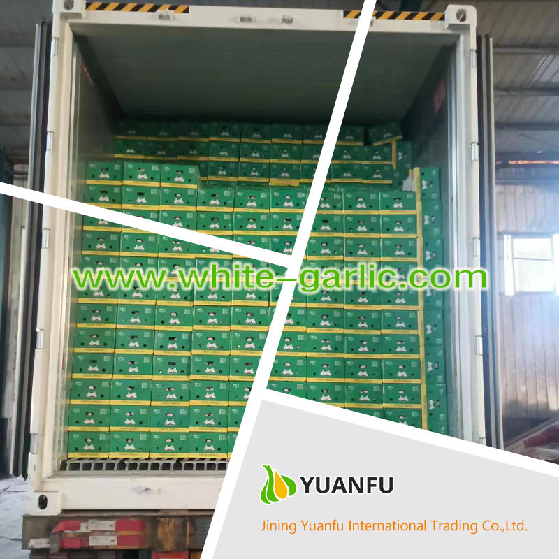 garlic suppliers garlic suppliers