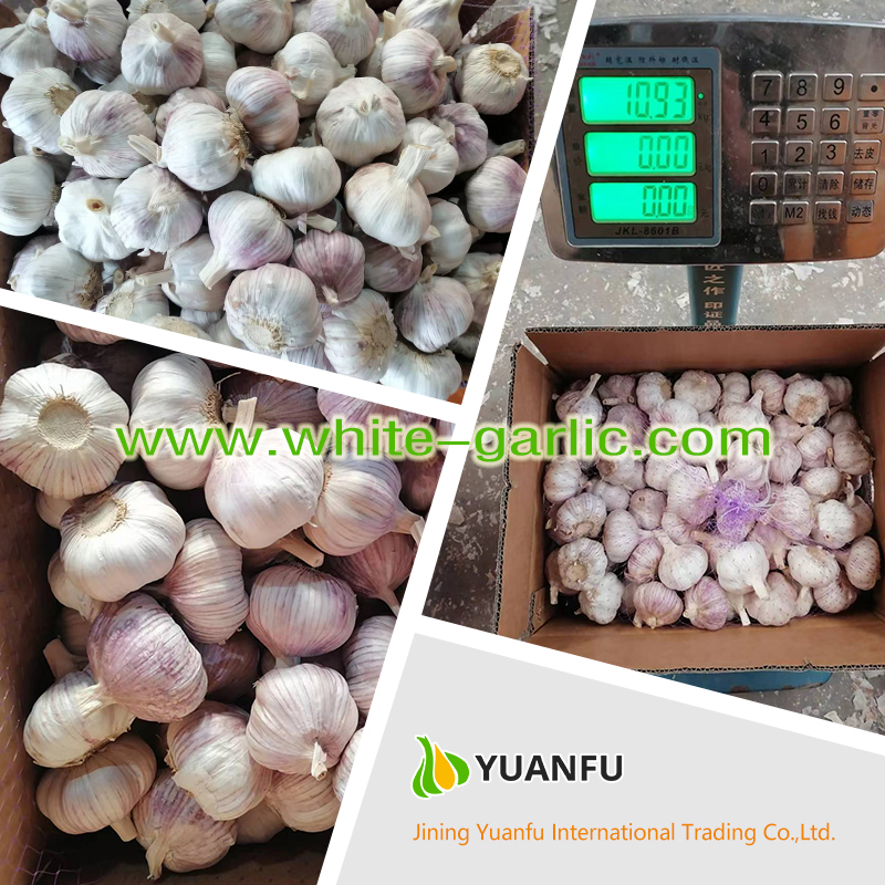 garlic exporters