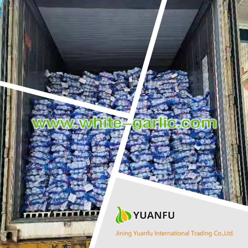 garlic suppliers garlic suppliers
