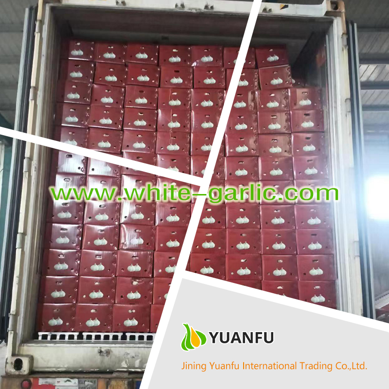 garlic exporters garlic exporters