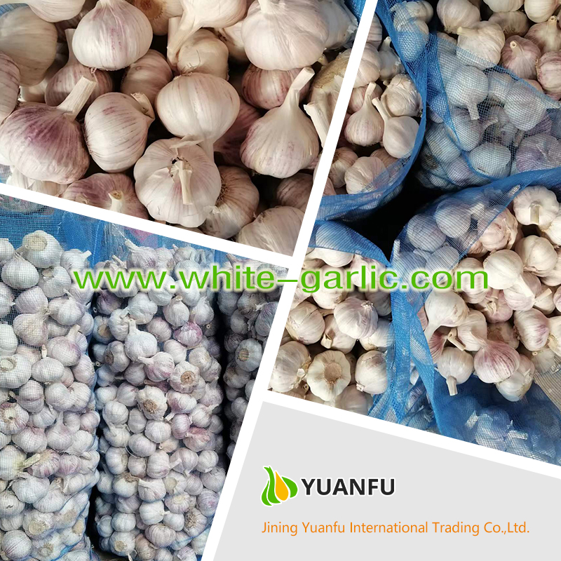 garlic sellers garlic sellers