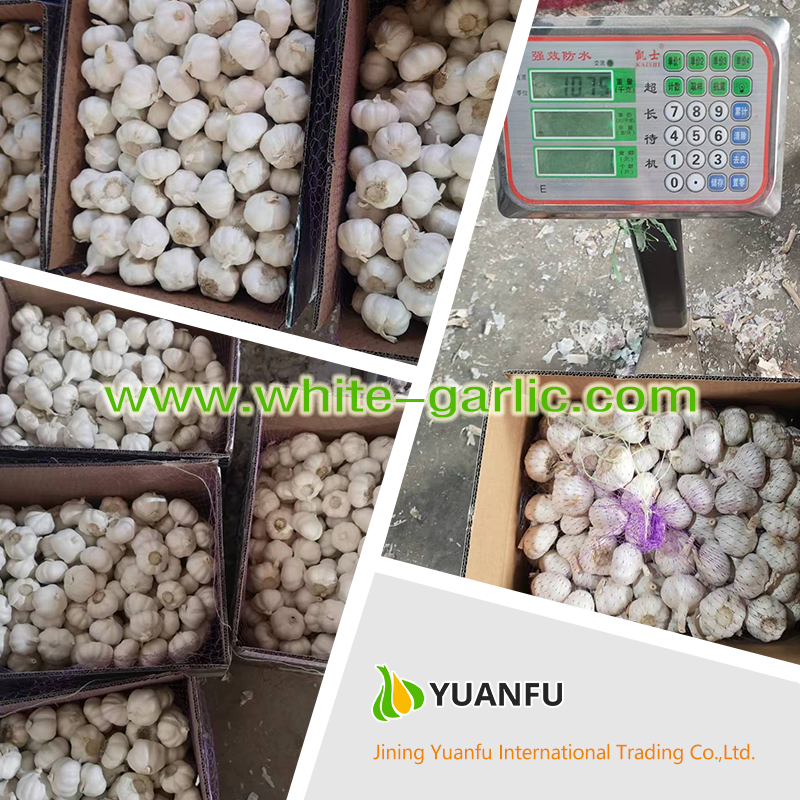 garlic suppliers garlic suppliers