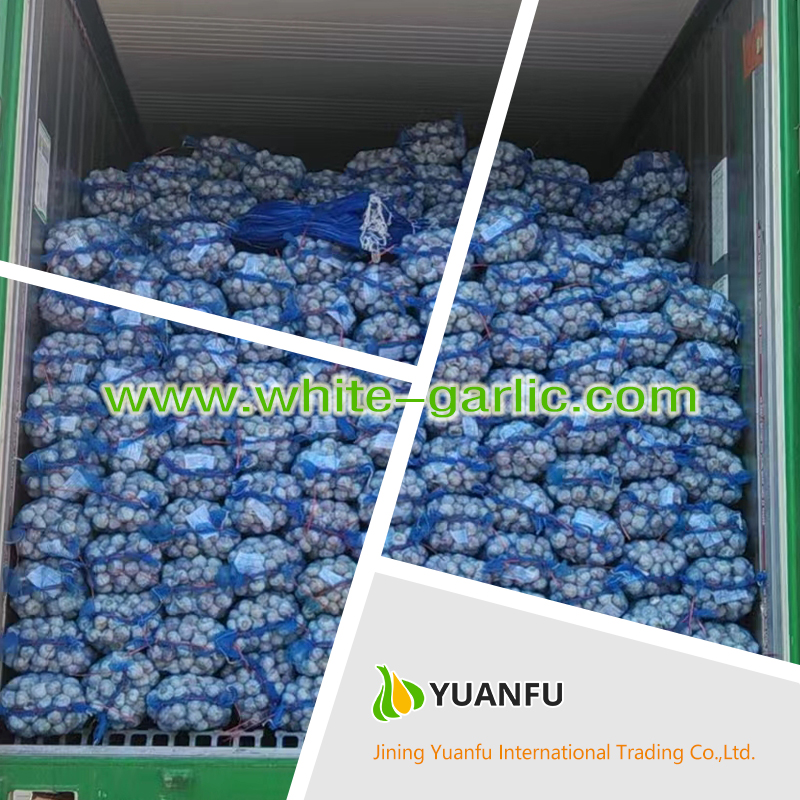 garlic suppliers garlic suppliers