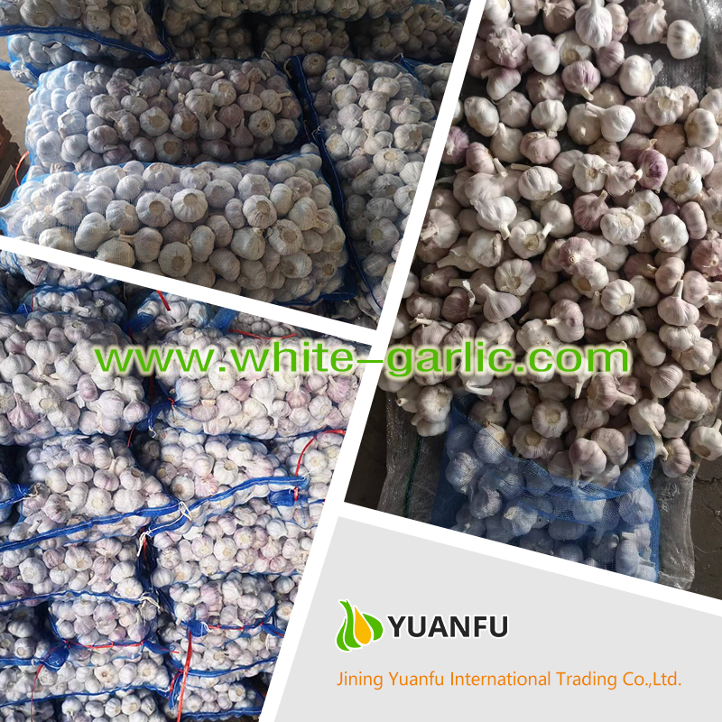 garlic suppliers garlic suppliers