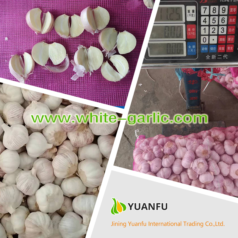 garlic sellers garlic sellers