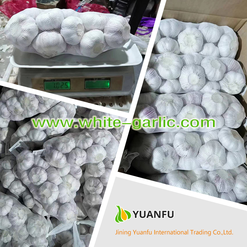 garlic exporters garlic exporters