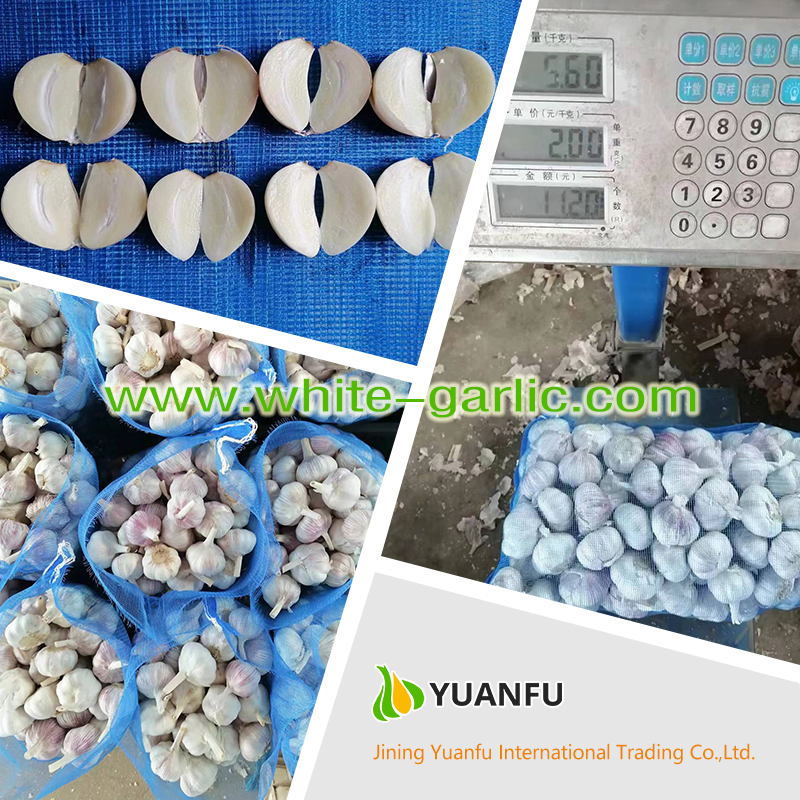 garlic exporters garlic exporters