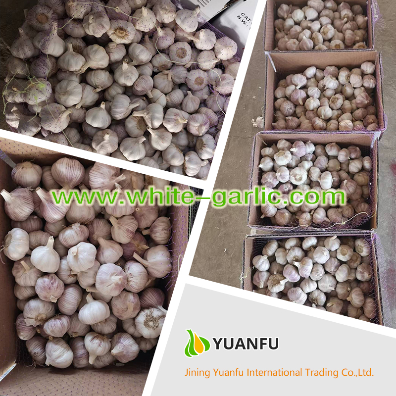 garlic suppliers garlic suppliers