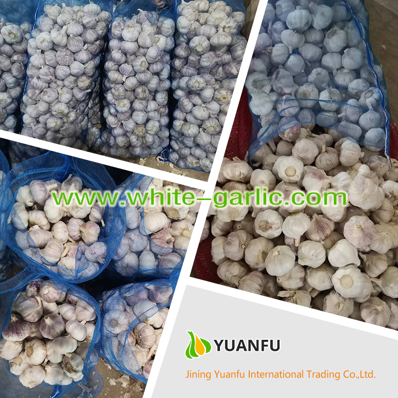 garlic sellers garlic sellers