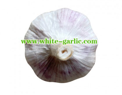 Red garlic