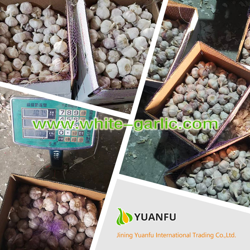 garlic exporters garlic exporters