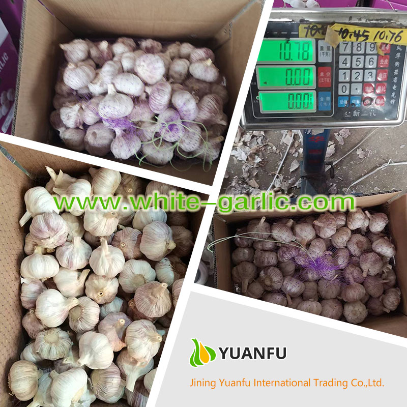 garlic sellers garlic sellers