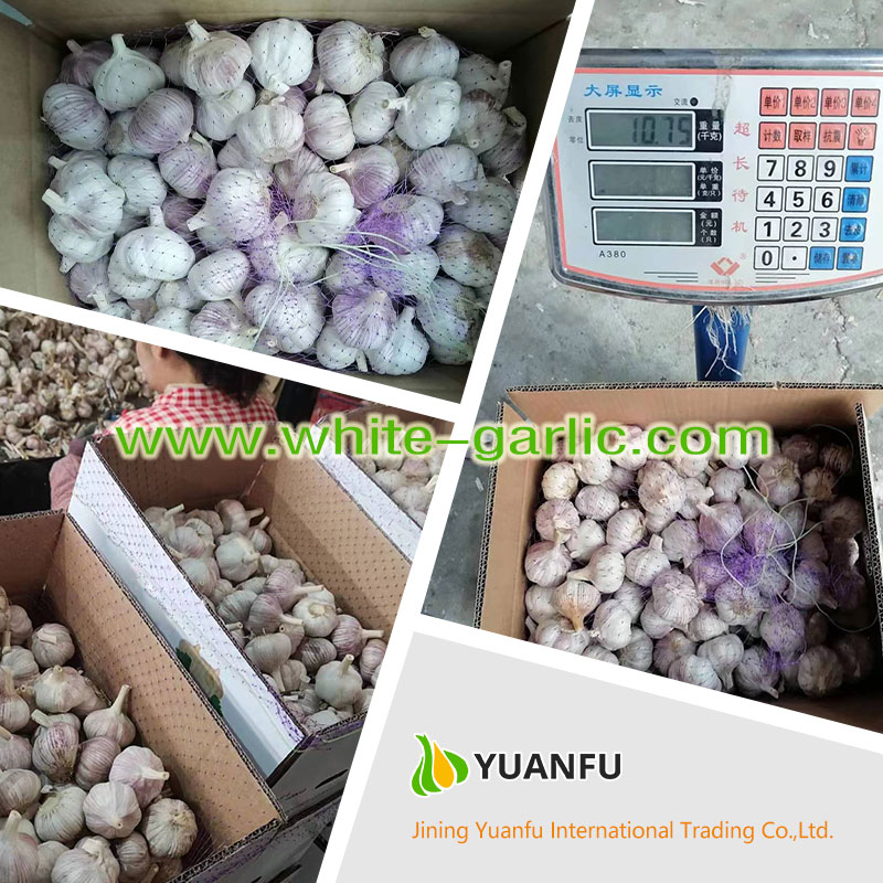 garlic exporters