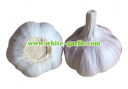 Red Garlic