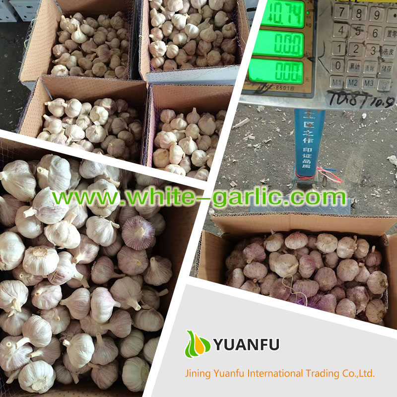 garlic exporters garlic exporters