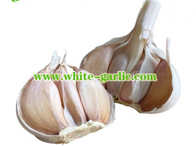 White Garlic