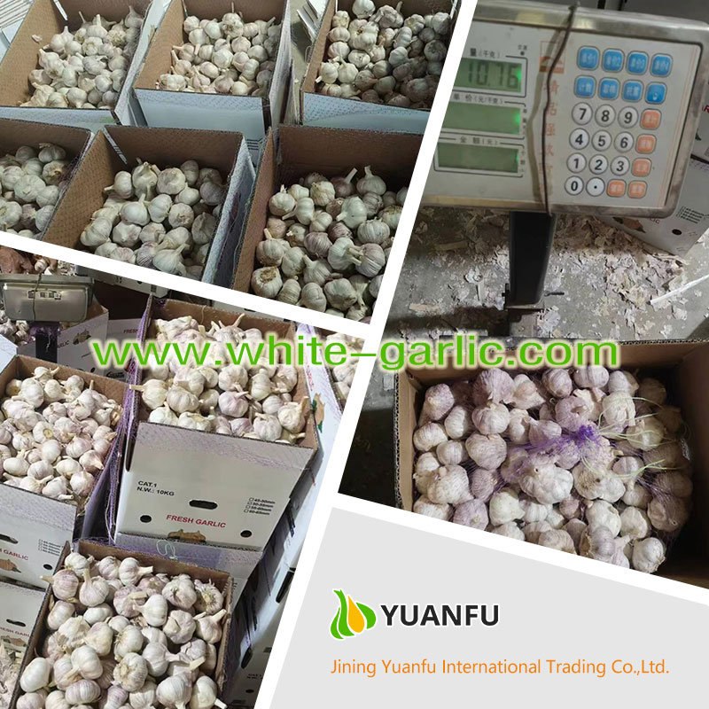 garlic exporters garlic exporters