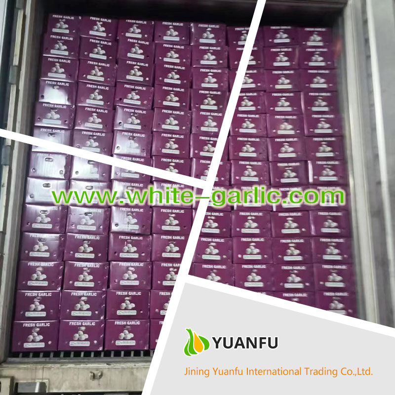 garlic suppliers garlic suppliers