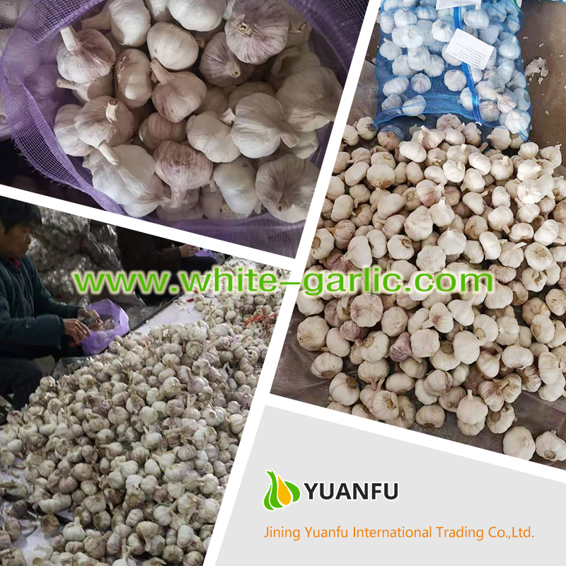 garlic exporters