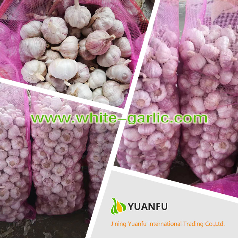 garlic exporters garlic exporters