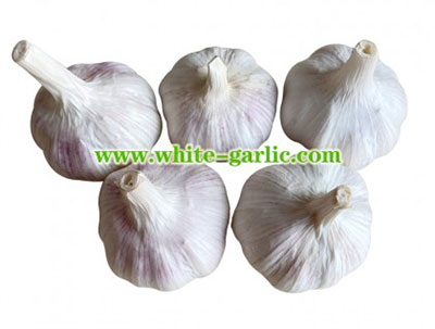 fresh garlic