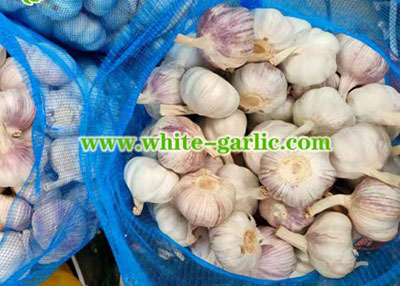 Fresh Garlic
