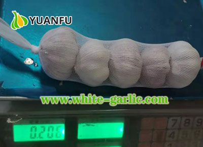 China Fresh Garlic Online