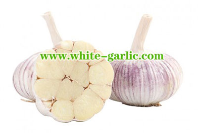 Red garlic