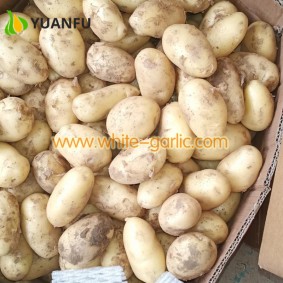 2021 Fresh Potatoes