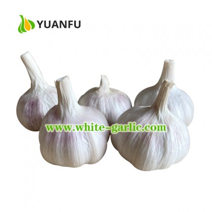 20kgs/mesh bag China Red Garlic Price