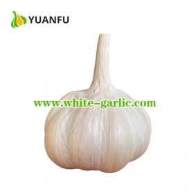 4.5-5.5cm China Red Fresh Garlic for sale