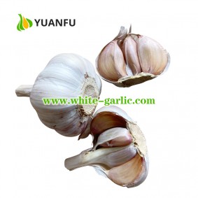 6.0 - 6.5cm Red Garlic Price in China
