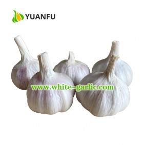 Chinese Fresh Red Garlic 1kg/bag