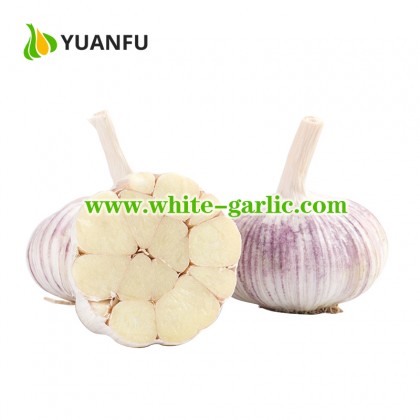 Cold storing fresh garlic export price