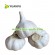 fresh garlic export price