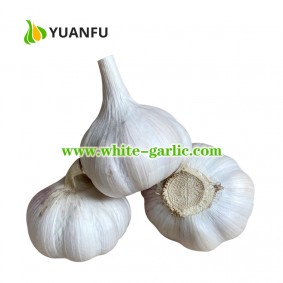 1kg x 10bags/carton Red Garlic Exporter