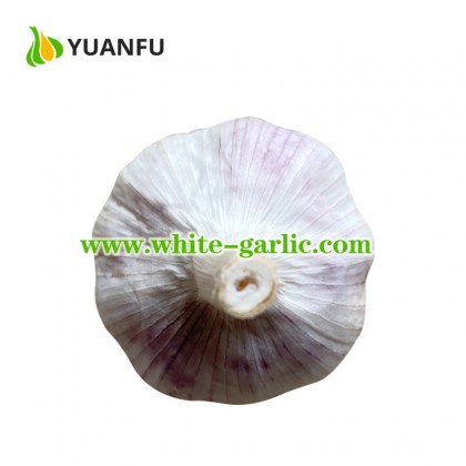 200g/bag Pure white garlic China