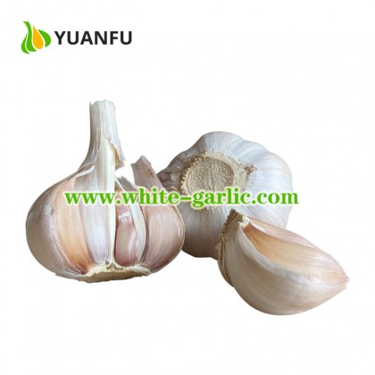 2021 New Crop Purple Garlic Best Garlic