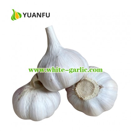 2021 pure white garlic 10kg carton loosely