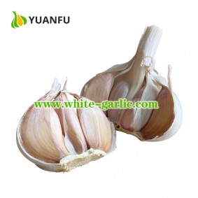 2023 new crop china garlic in 10kg mesh bag loosely