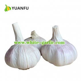 500g/bag White Garlic Price