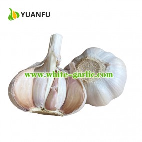 500gx20bags/carton White Garlic Exporter