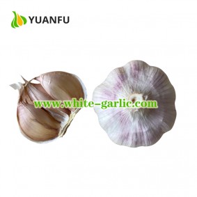 Chinese Bulk White Garlic online