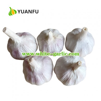 Chinese White Garlic Suppliers