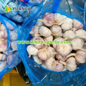 organic garlic for eating